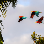 Red and green macaws in flight, Peru.
