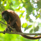 Red howler monkey in the Amazon, Peru.