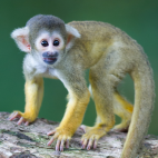 Small common squirrel monkey in Amazonia, Peru.
