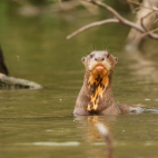 Giant river otter in the water, Peru.