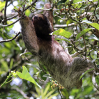 Three-toed sloth in vegetation.