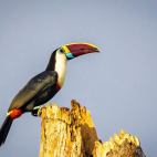 White-throated toucan perching in Peru.