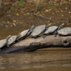 Group of spotted river turtles on a log.