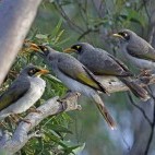 Black-eared miner. (Image: Peter Waanders)