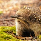 Short-beaked echidna