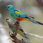 Mulga parrot. (Image: Peter Waanders)