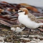 Red-capped plover. (Image: Peter Waanders)