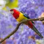 Eastern rosella