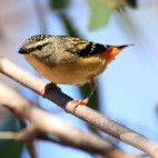 Spotted pardalote