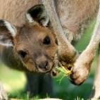 Western grey kangaroo