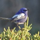White-winged fairy wren. (Image: Peter Waanders)