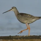 Spotted redshank
