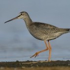 Spotted redshank