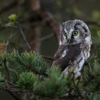 Tengmalm's owl