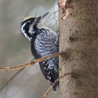 Three-toed woodpecker