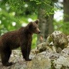 Brown bear in the Dinaric Alps in Slovenia.