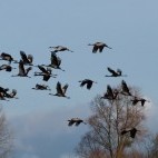Flock of cranes over Somerset Levels, UK