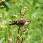 Sedge warbler in Somerset Levels, UK