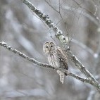 Ural owl