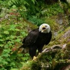 Bald eagle in Alaska.