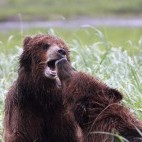 Brown bear in Alaska.