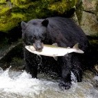 Black bear in Alaska.