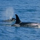 Orca pod in Alaska