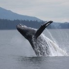 Humpback whale in Alaska.