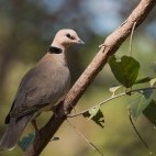 Vinaceous dove