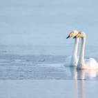 Whooper swan
