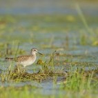Wood sandpiper