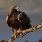 A golden eagle on a branch, in Islay & Jura, Scotland.