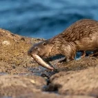 An otter with its catch, in Scotland.