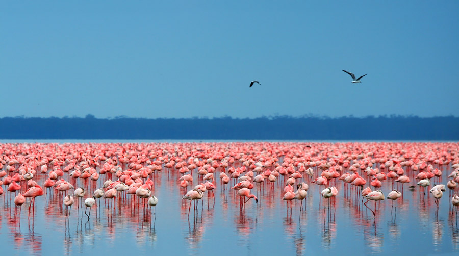 Lake Nakuru National Park wildlife location in Kenya, Africa | Wildlife  Worldwide