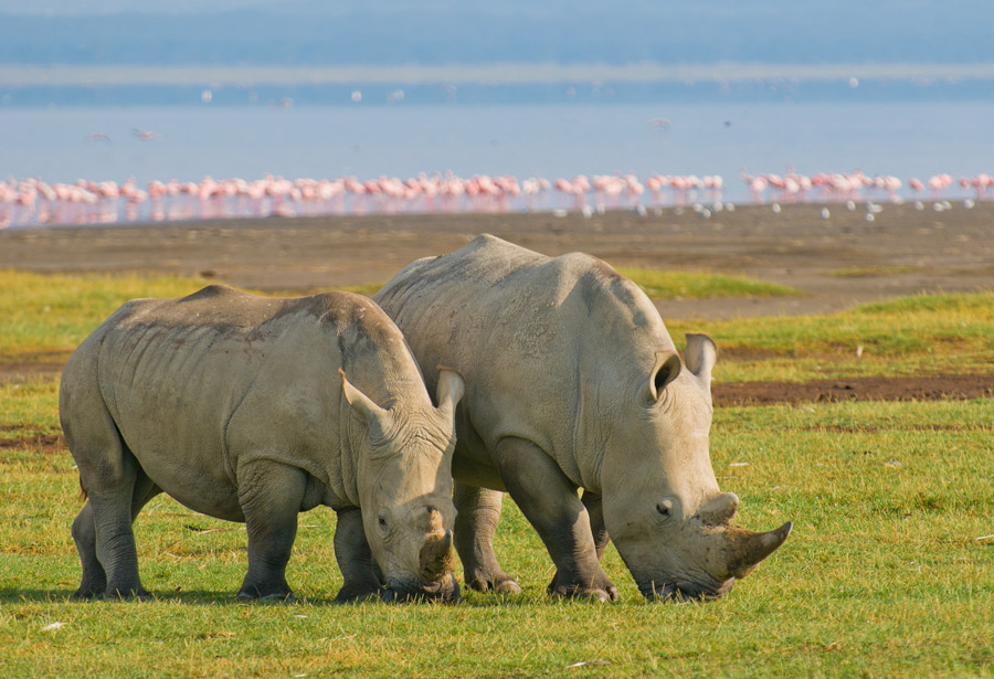 Lake Nakuru National Park wildlife location in Kenya, Africa | Wildlife  Worldwide