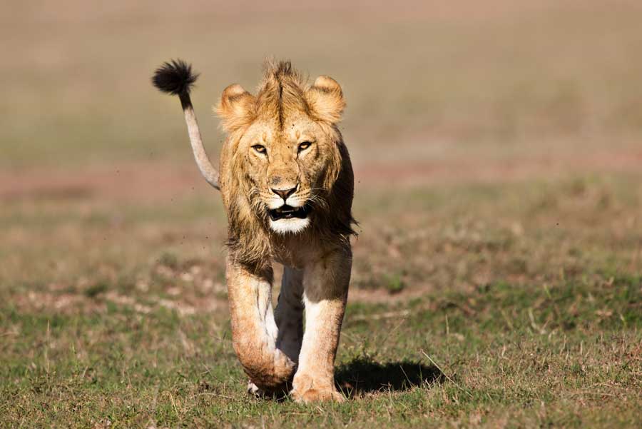 Masai Mara National Reserve wildlife location in Kenya, Africa | Wildlife  Worldwide