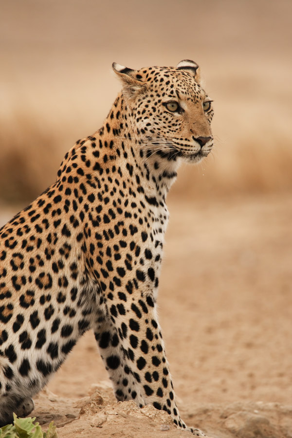 Kalahari Desert wildlife location in Botswana, Africa | Wildlife Worldwide