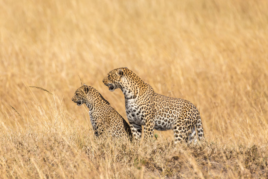 Serengeti National Park wildlife location in Tanzania, Africa | Wildlife  Worldwide