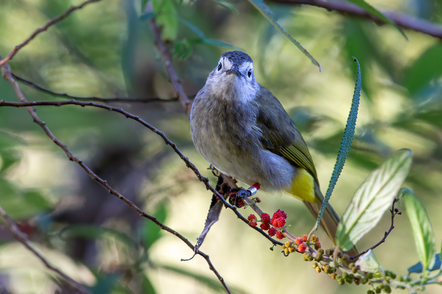 Kinabalu Park wildlife location in Borneo, Asia Wildlife Worldwide