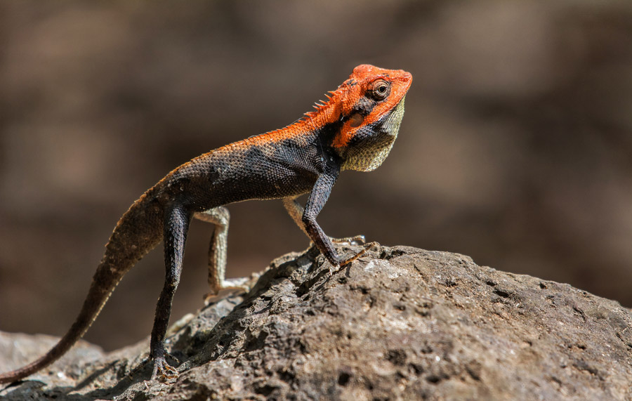 Amphibians & Reptiles of the Western Ghats with Nick Baker India wildlife  holiday | Asia group tour | Wildlife Worldwide