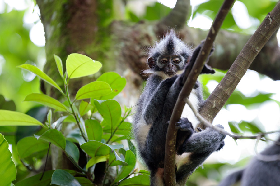 Wildlife of Indonesia with Mike Dilger Indonesia wildlife holiday ...