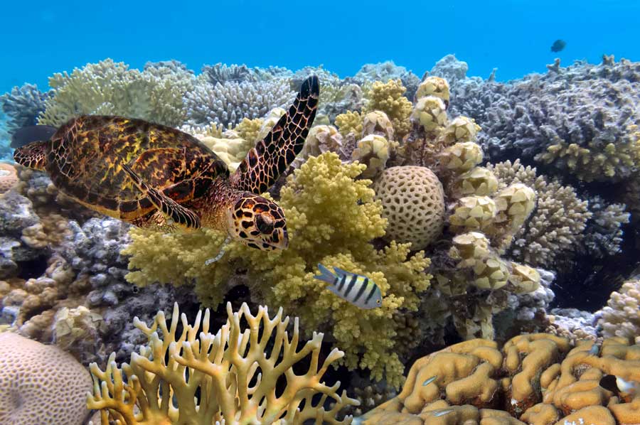 Great Barrier Reef wildlife location in Australia, Asia | Wildlife Worldwide
