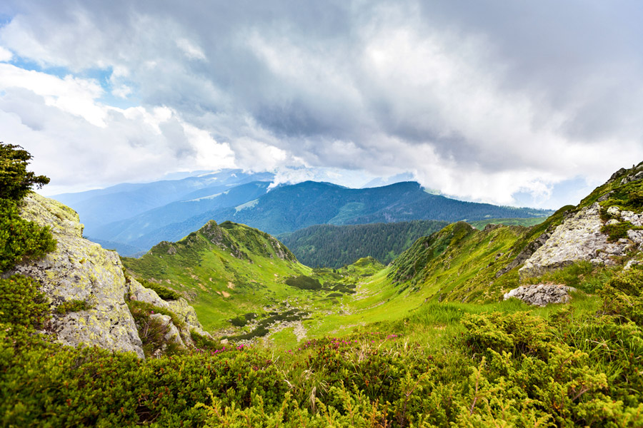 Carpathian Mountains wildlife location in Poland, Europe Wildlife