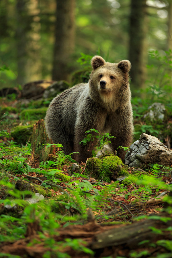 slovenia wildlife tours