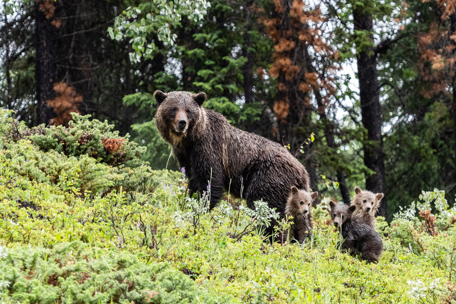 Wildlife Of The Canadian Rockies Canada Wildlife Holiday North wildlife-of-the-canadian-rockies-canada-wildlife-holiday-north
