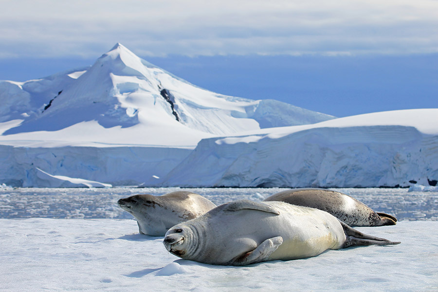 What is the future of expedition travel in protected zones? What is the future of expedition travel in protected zones?