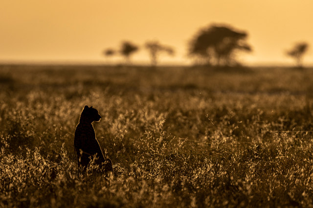 Cheetah in Tanzania.