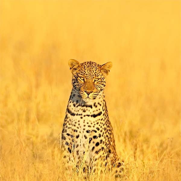 Leopard in Zambia