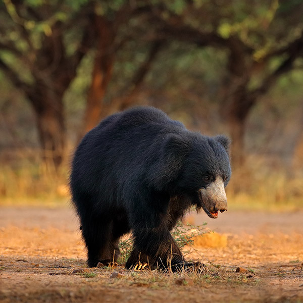 Sloth bear in India