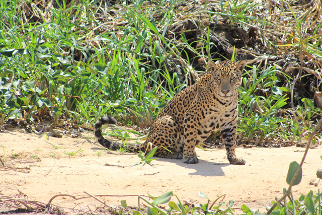 Jaguars Galore & So Much More | Blog | Wildlife Worldwide